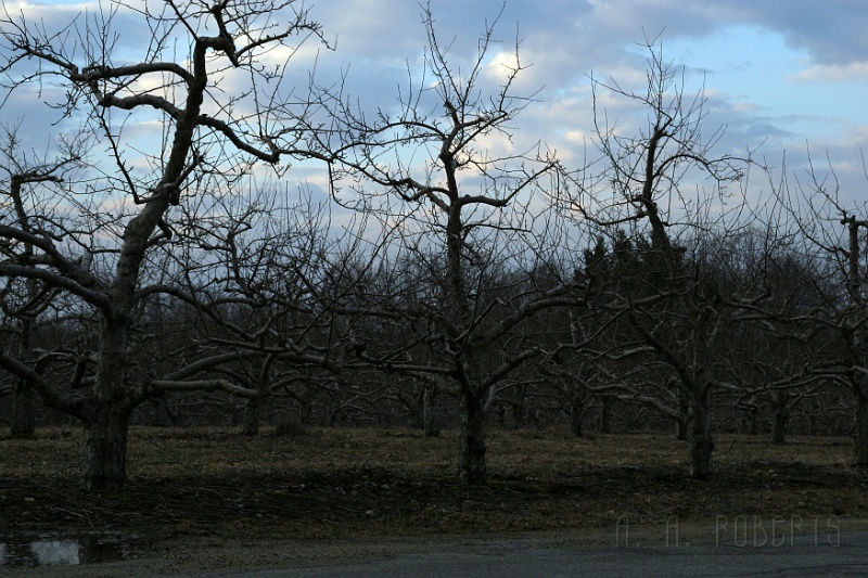 orchard3.jpg